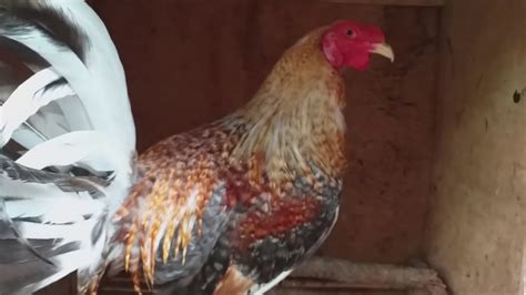 Manok panabong for sale .